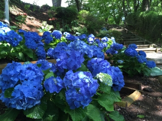 既に青いアジサイはきれいに咲いています