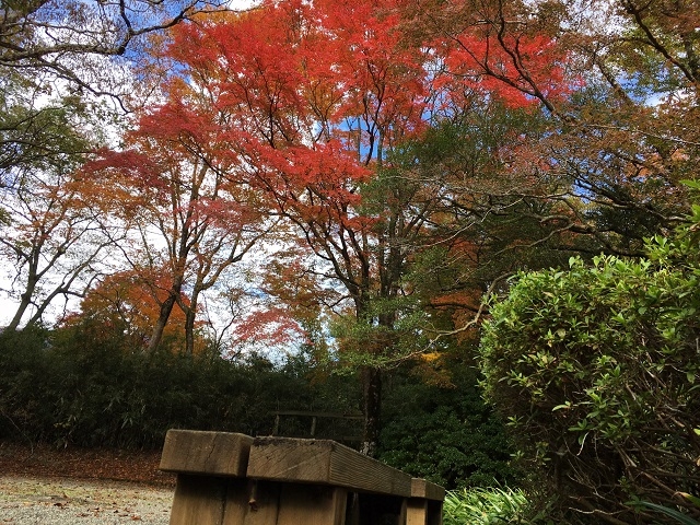 ＜ベンチに座って紅葉鑑賞＞