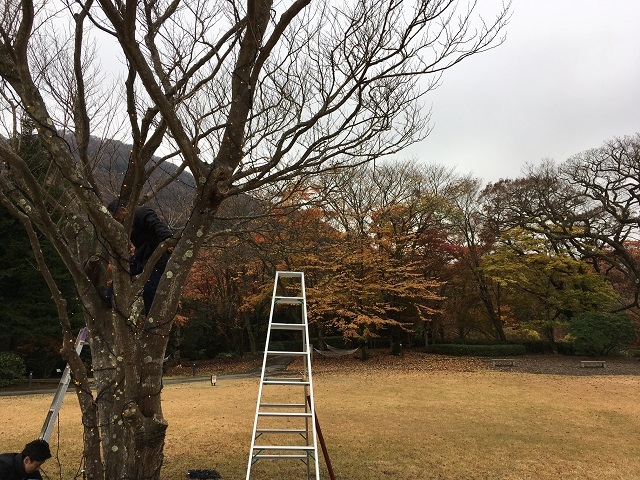 設備スタッフによるイルミネーション設置