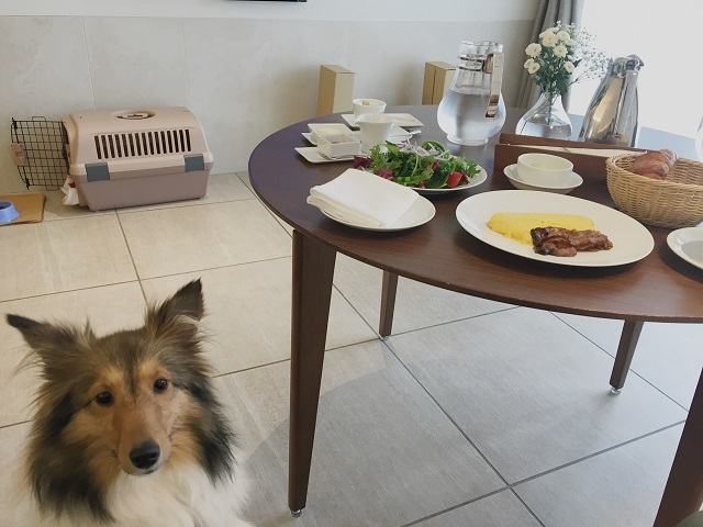 またお肉食てるねと言いたそうなワンコ