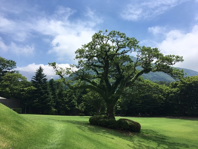 久しぶりの晴れ間に緑も喜んでいます。