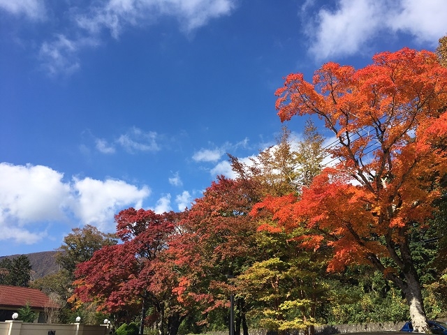 それぞれの木で色が異なりグラデーションがきれいです。
