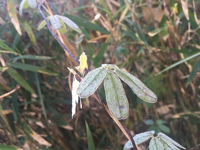 明け方には霜が降ります