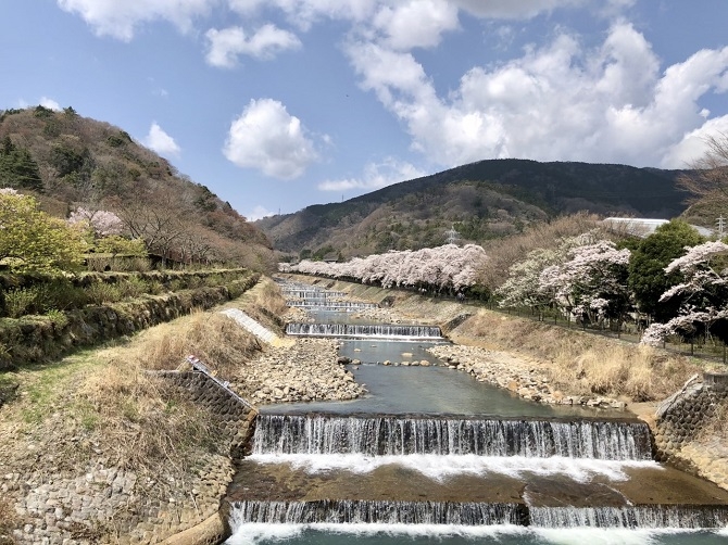 3月26日撮影。ソメイヨシノは満開に近い状態ですが、対岸の枝垂れ桜はほとんど花をつけていない状態ですので4月以降もお楽しみいただけるかと思います。