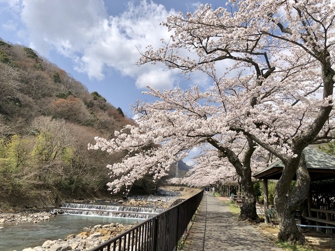 ソメイヨシノの桜並木は、450メートル。川音や小鳥のさえずりに耳を傾け、自然を堪能しながらお花見をお楽しみいただけます。