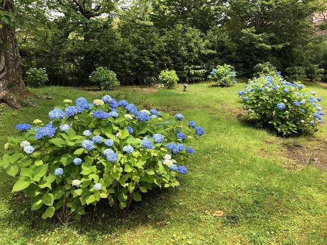 本館森側客室よりご覧いただけます。