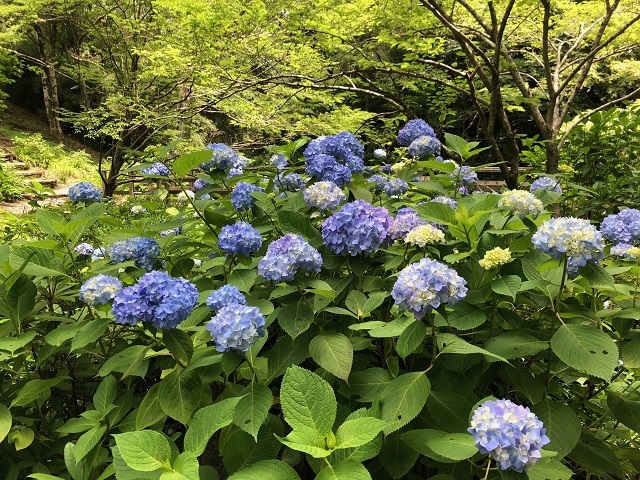 庭園奥の小川近くのあじさいです。