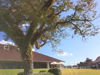 ホテル庭園「ミズナラ」の紅葉