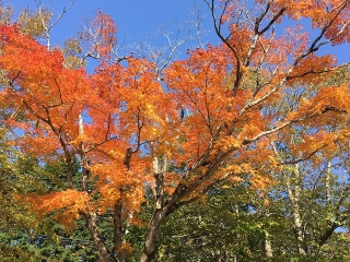 ホテルエントランス前の紅葉