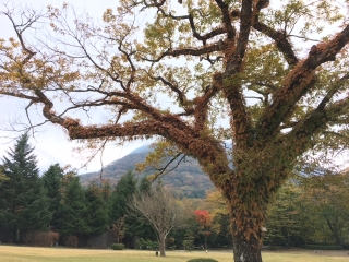 庭園「ミズナラ」の紅葉