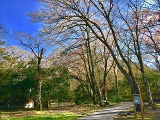 庭園散策路のヤマザクラ