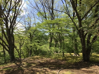 芽吹きを感じる庭園散策へ。