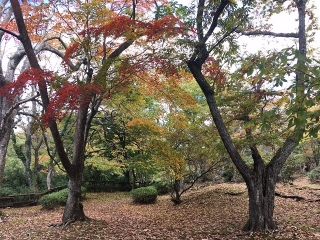 庭園散策路では日当たりの良いところからしかっりと色づいています。