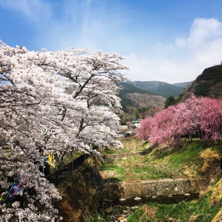 ソメイヨシノと枝垂桜の桜並木が続きます。