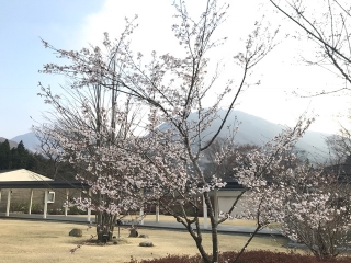 駐車場付近のマメザクラが開花し始めました。