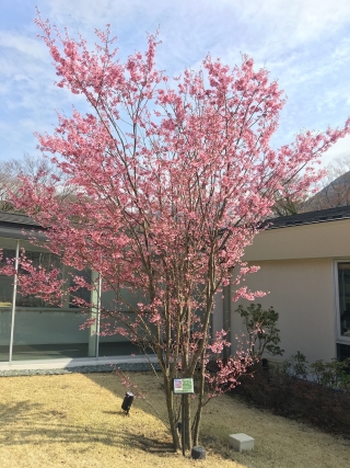 噴水近くのオカメザクラは沢山の濃いピンクのお花が開花しました。