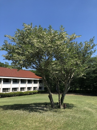 庭園の中央にはエゴノキが白い小さな花を咲かせています。