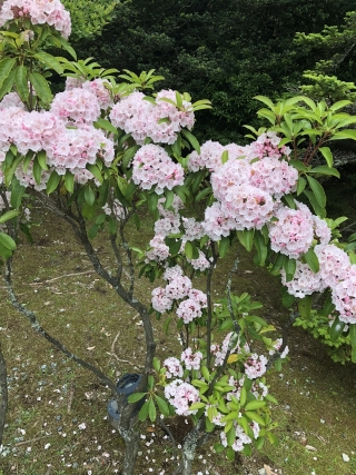 薄ピンク色の小さな花びらが特徴のカルミアも、ちょうど見頃を迎えています