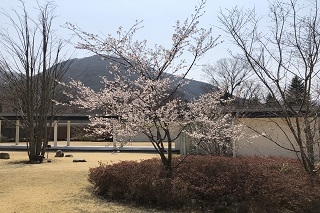 ホテルのマメザクラも花を咲かせ始めています。