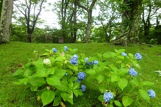 お部屋からご覧いただける紫陽花です。