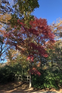 赤と黄色 それぞれにモミジの色づきが美しいです。