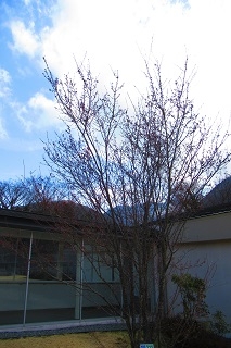 大涌谷の雄大な風景と一緒に、可愛らしいマメザクラをご覧いただけます。