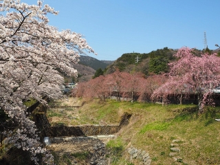 ※写真は昨年ものです