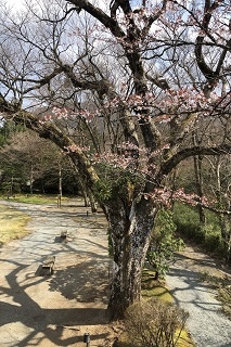 客室からご覧いただける桜の木はこれからが見頃です。
