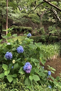 下庭の奥、池のほとり