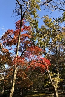 赤もみじはぱっと色づき、一番の見ごろを迎えているものもございます。