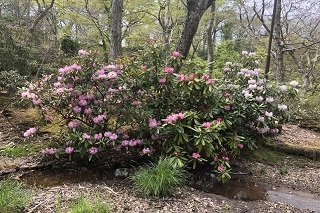 下庭のシャクナゲ（4月25日撮影）