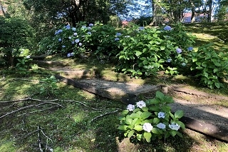 7月25日撮影　下庭にて