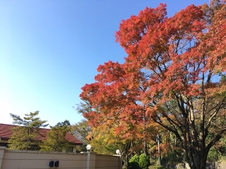 レストラン「ラ・フォーレ」正面の紅葉