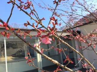 可愛らしい「オカメザクラ」の花