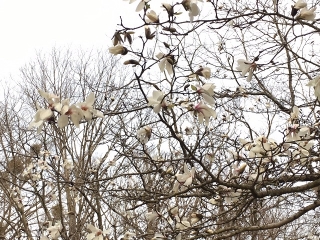 大きな花を開かせる「こぶし」