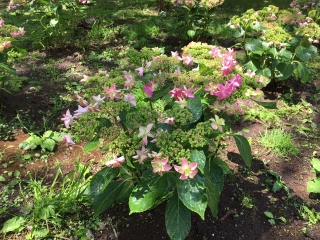 可愛らしい花が額のように咲きます