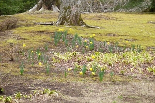 林側の客室からは、水仙がご覧頂けます。