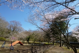 わんちゃんも桜の木の下を走り回れます！
