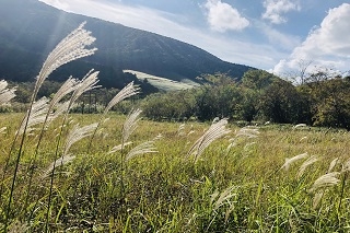 中央奥に光っているのは、仙石高原のススキです♪