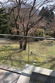 露天風呂付き客室前の桜もここ数日で花をつけ始めました。