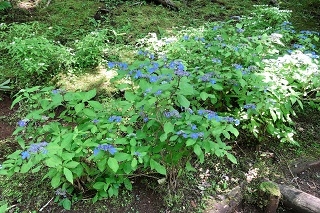 深山八重　下庭の池のほとりで、涼しげなブルーの花を咲かせています。