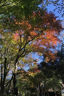 一方で青い葉と紅葉のグラデーションが美しい木もございます。これからの色づきも楽しみですね。