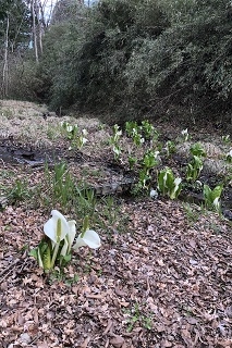 下庭の先には水芭蕉が姿を現しました。