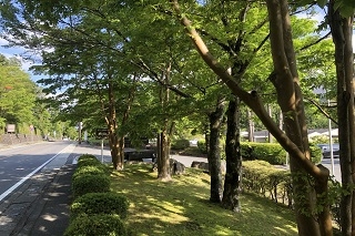 箱根湯本方面に続く138号線沿い全体が若草色に染まり、目を楽しませてくれます。