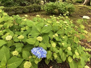 6月7日撮影「森側客室からご覧いただけるアジサイ」