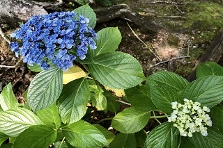 内側にカールした花弁がかわいい”ウズアジサイ”は今が見頃です