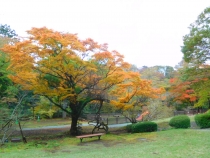 下庭にあるドッグラン手前の紅葉