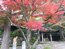 長安寺入り口のもみじ