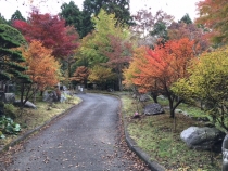 境内散策路紅葉