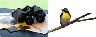 バードウォッチングを楽しむ
